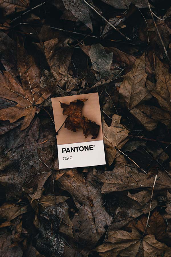 https://yulmoxervina.shop/wp-content/uploads/2023/11/Pantone.jpg