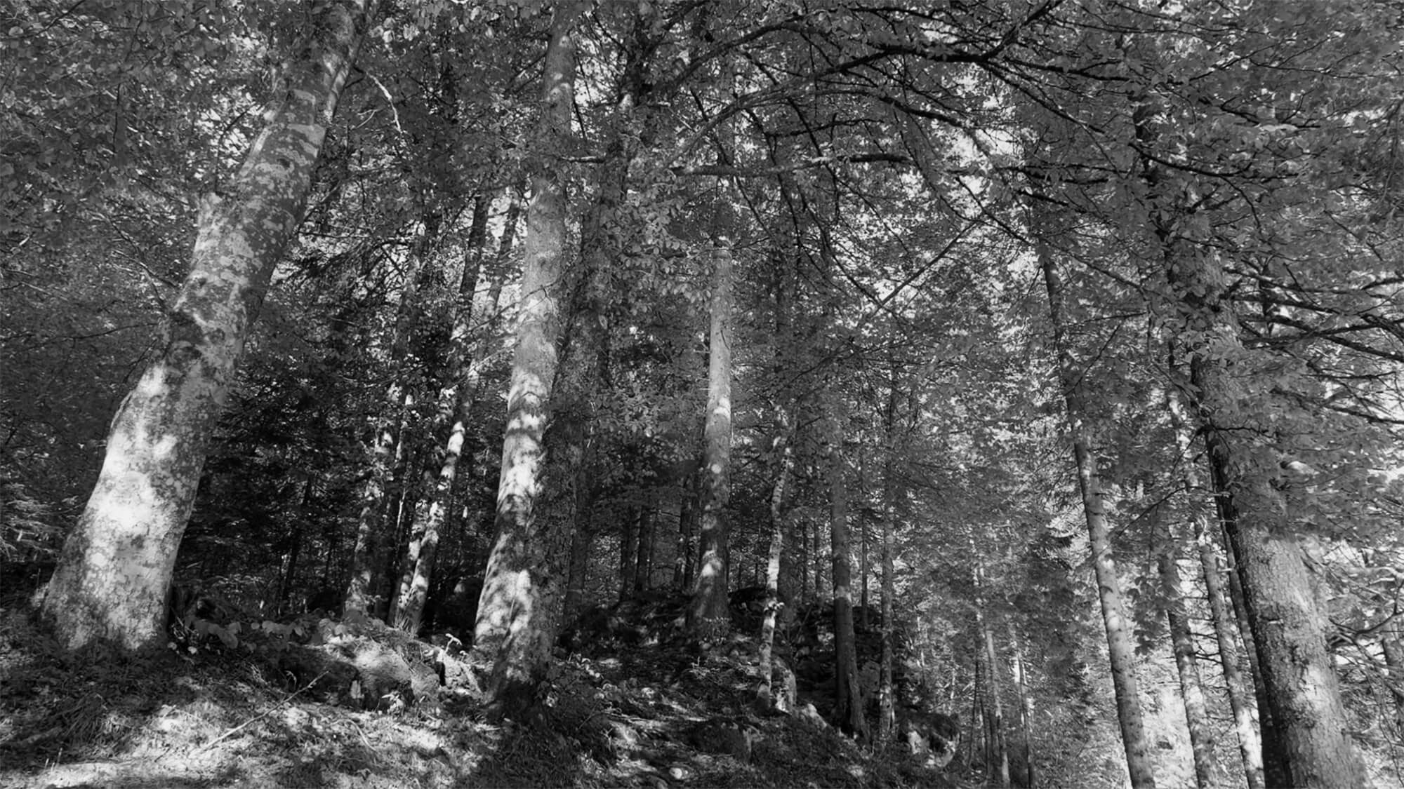 Foresta_Video sostenibilita_bn https://yulmoxervina.shop/wp-content/uploads/2024/09/Foresta_Video-sostenibilita_bn.jpg